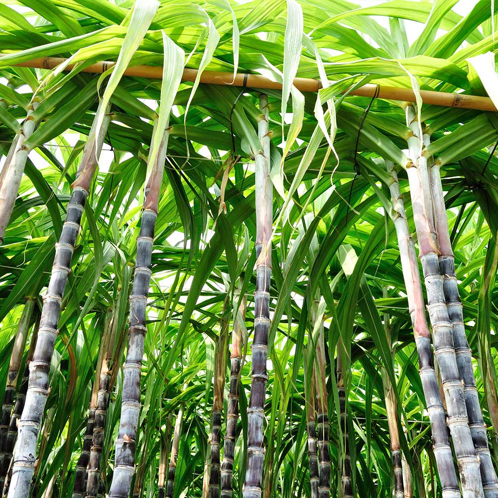 Sugar_Cane Stalks